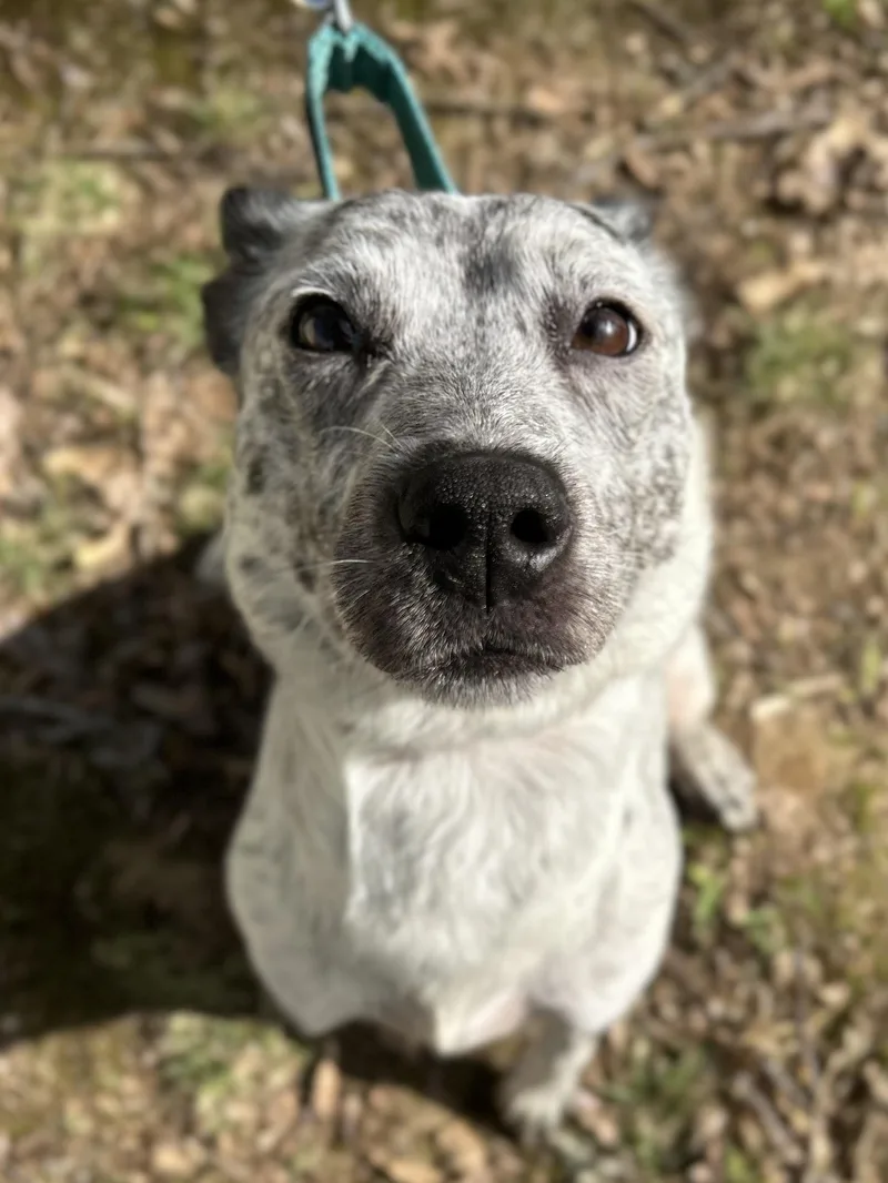An adult small-sized female Black Australian Cattle Dog / Blue Heeler dog named Mama Mya for adoption in Mount Juliet, TN