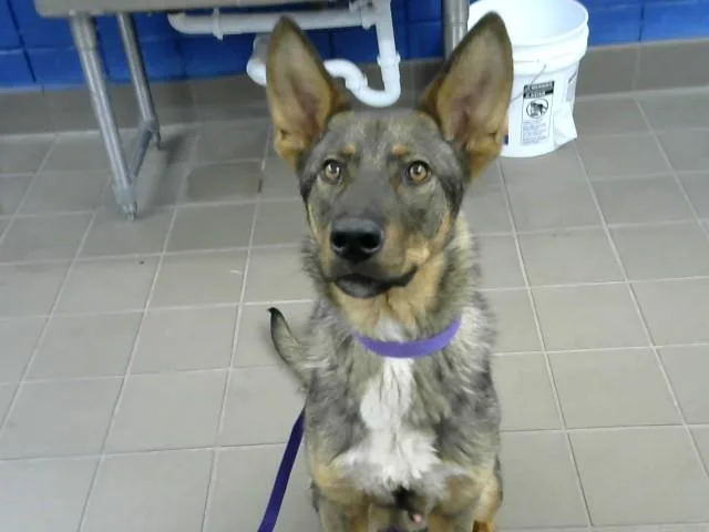 A young medium-sized male German Shepherd Dog dog named Tyson for adoption in Albuquerque, NM