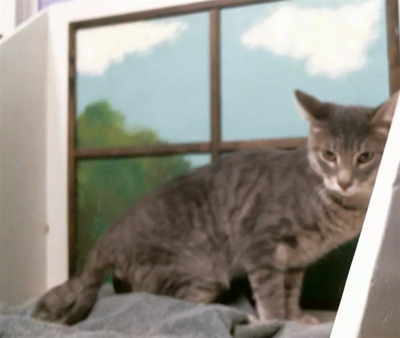 A young medium-sized male Domestic Short Hair cat named Mike for adoption in Houston, TX