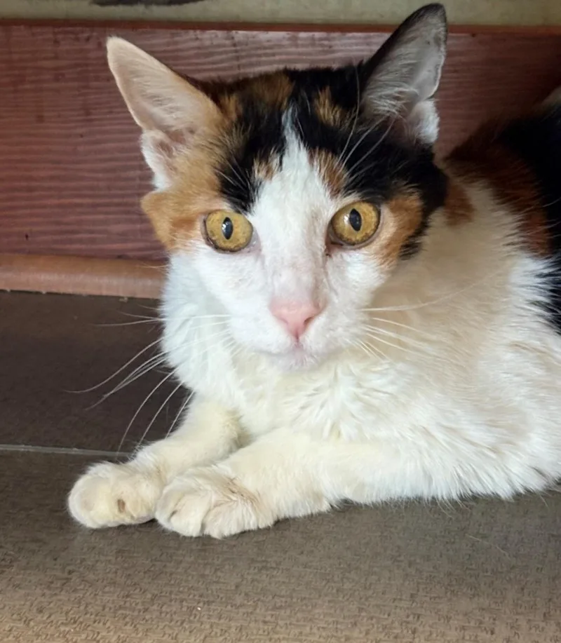 A senior medium-sized female Calico cat named Eliza for adoption in Grass Valley, CA