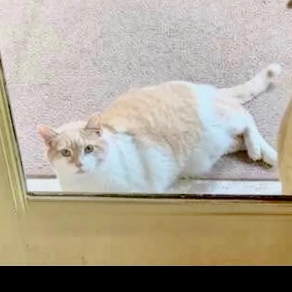 An adult large-sized male Domestic Short Hair cat named Tom for adoption in Georgetown, KY