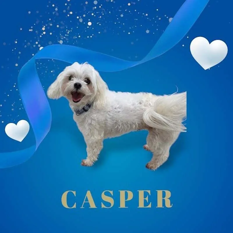 An adult small-sized male White / Cream Maltese dog named Casper for adoption in York, NE