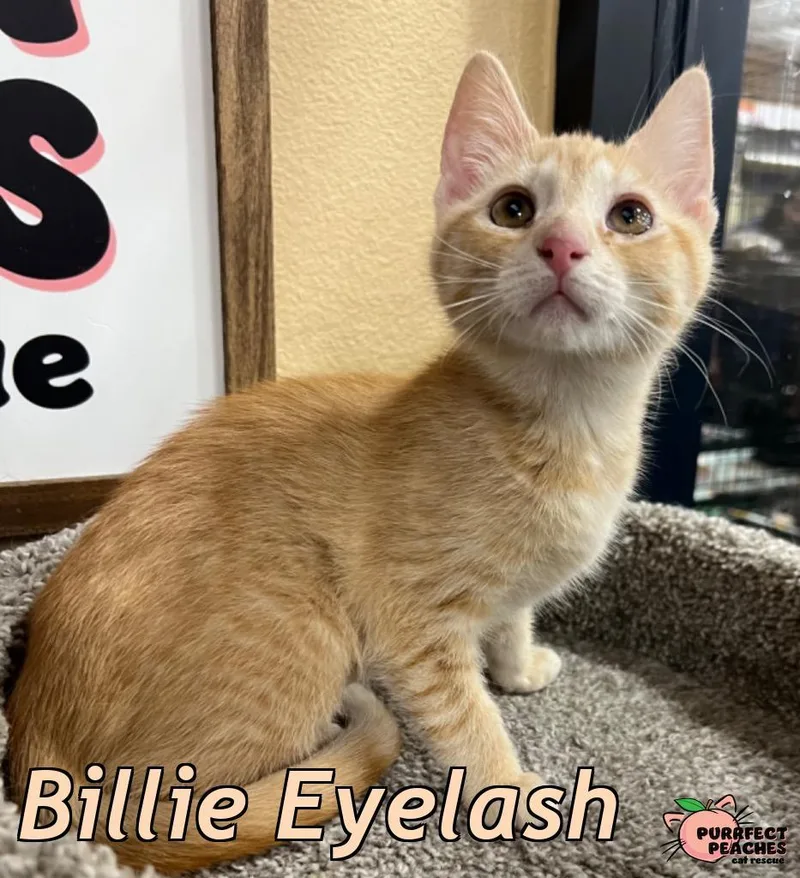 A baby medium-sized female Domestic Short Hair cat named Billie Eyelash for adoption in Douglasville, GA