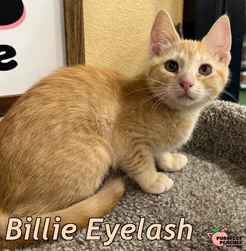 Billie Eyelash thumbnail 2