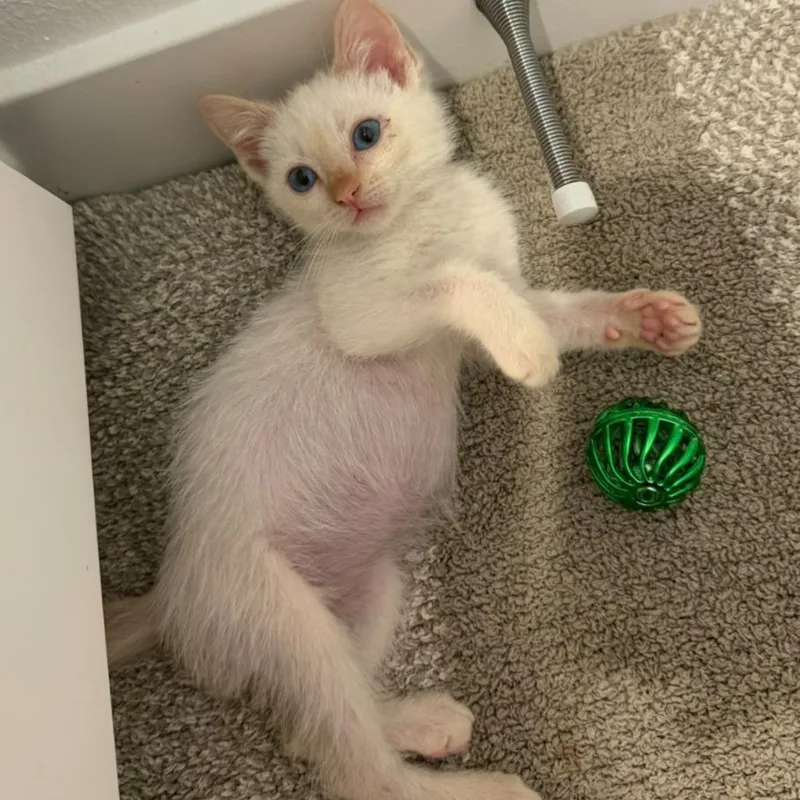 A baby small-sized male White Domestic Short Hair cat named Dumpling for adoption in Tustin, CA