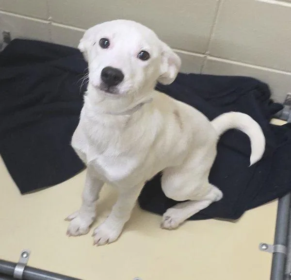 A baby large-sized female Border Collie dog named Janet for adoption in Sioux City, IA