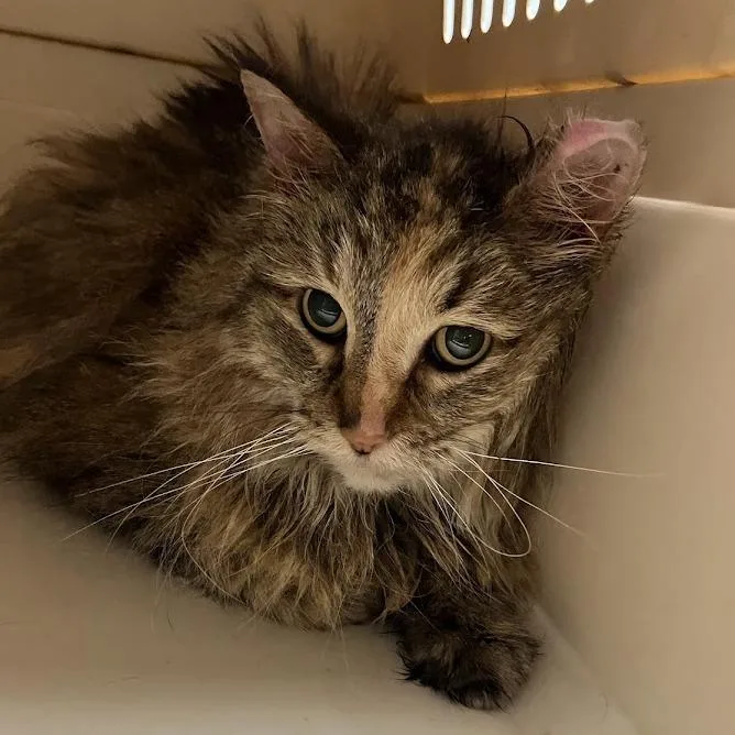 A senior large-sized female Brown / Chocolate Domestic Long Hair cat named Tonya for adoption in DeKalb, IL