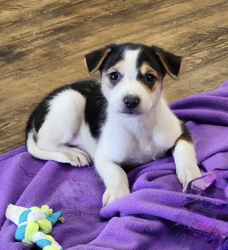 A baby small-sized female Tricolor (Brown, Black, & White) Terrier dog named Birdy for adoption in Troy, AL
