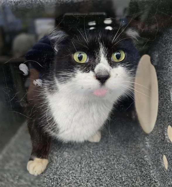 An adult medium-sized female Domestic Short Hair cat named Floofy Cat for adoption in Dallas, TX