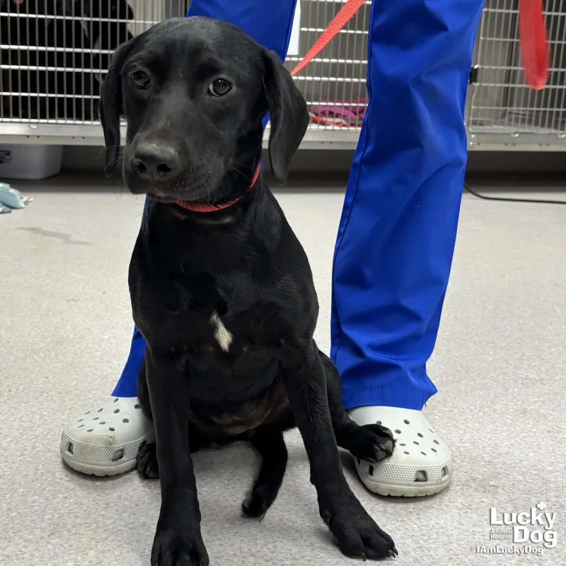 A baby medium-sized female Labrador Retriever dog named Sage for adoption in Washington, DC