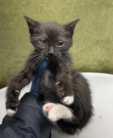 A baby small-sized female Domestic Short Hair cat named Wendy for adoption in Riverside, CA