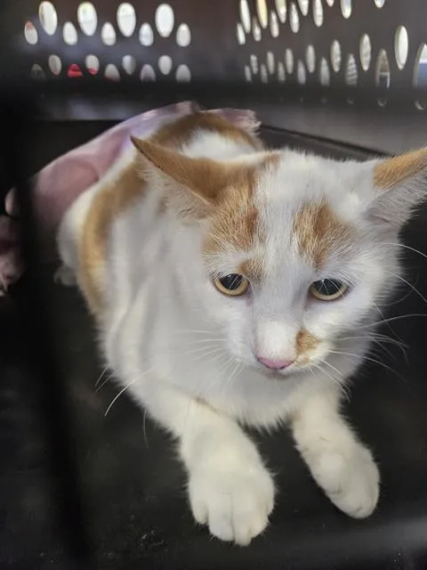 A young large-sized female Domestic Short Hair cat named A for adoption in Palmetto, FL