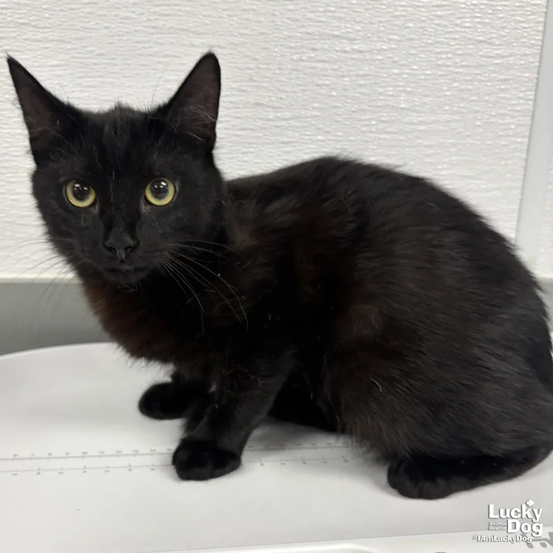 An adult medium-sized male Black Domestic Short Hair cat named Jj for adoption in Washington, DC