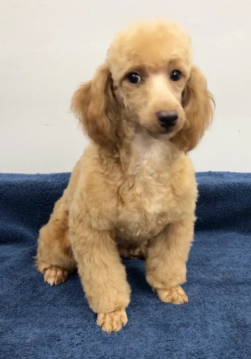 Mccartney thumbnail 2