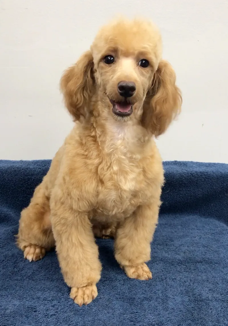 Mccartney thumbnail 4