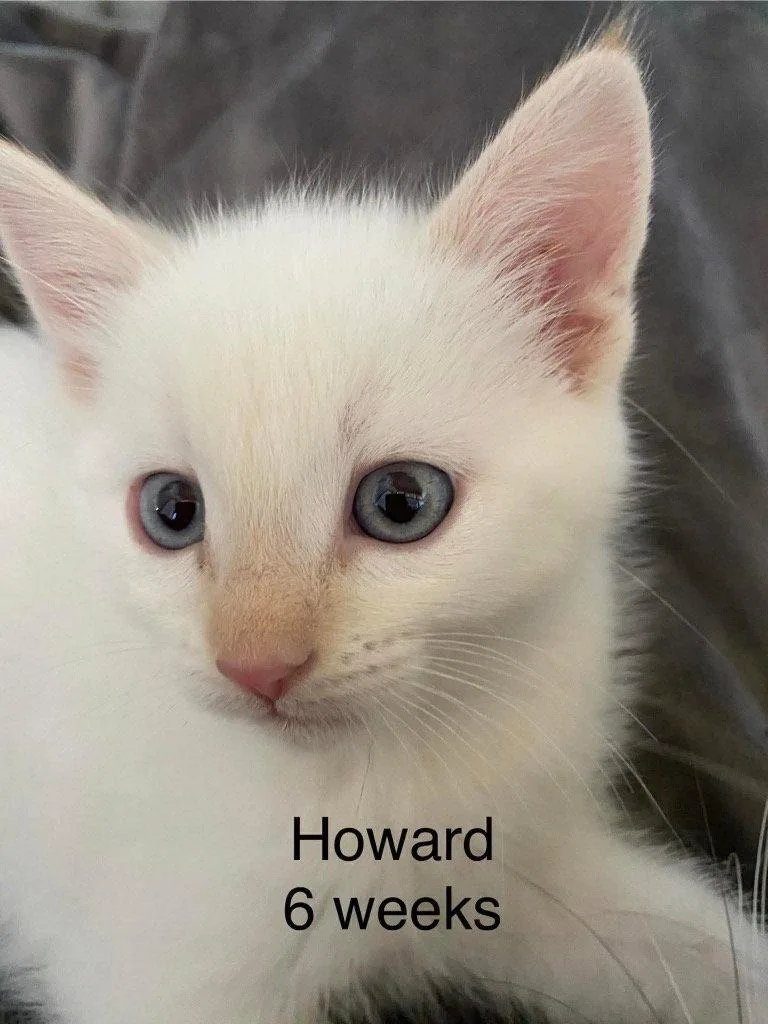 Howard thumbnail 2