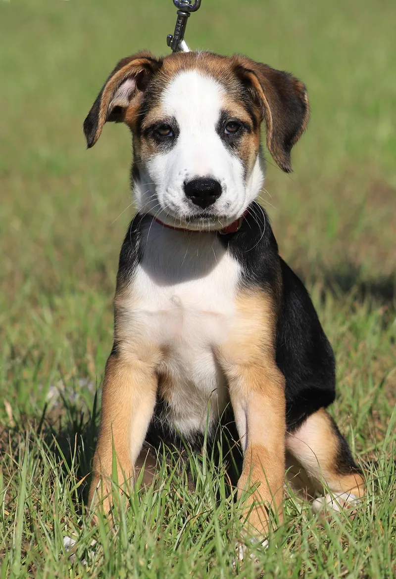 A baby small-sized female Hound dog named Rosemary for adoption in North Fort Myers, FL