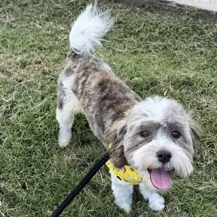 A baby small-sized male Sable Maltipoo dog named MAX is only for adoption in Kaufman, TX