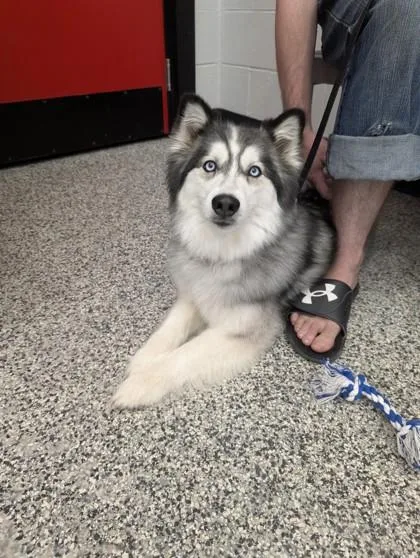 An adult large-sized female Siberian Husky dog named Loona for adoption in West Chester, PA
