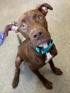 A baby medium-sized male Brown / Chocolate Pit Bull Terrier dog named Cliff for adoption in Cleveland, OH