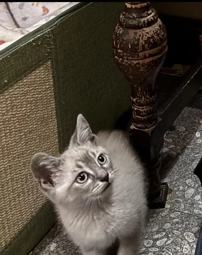 Smokie