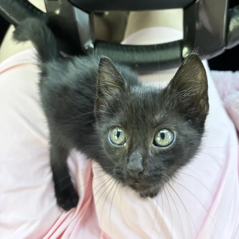 A baby small-sized female Black Domestic Short Hair cat named Witchy Woman for adoption in LITTLE MOUNTAIN, SC