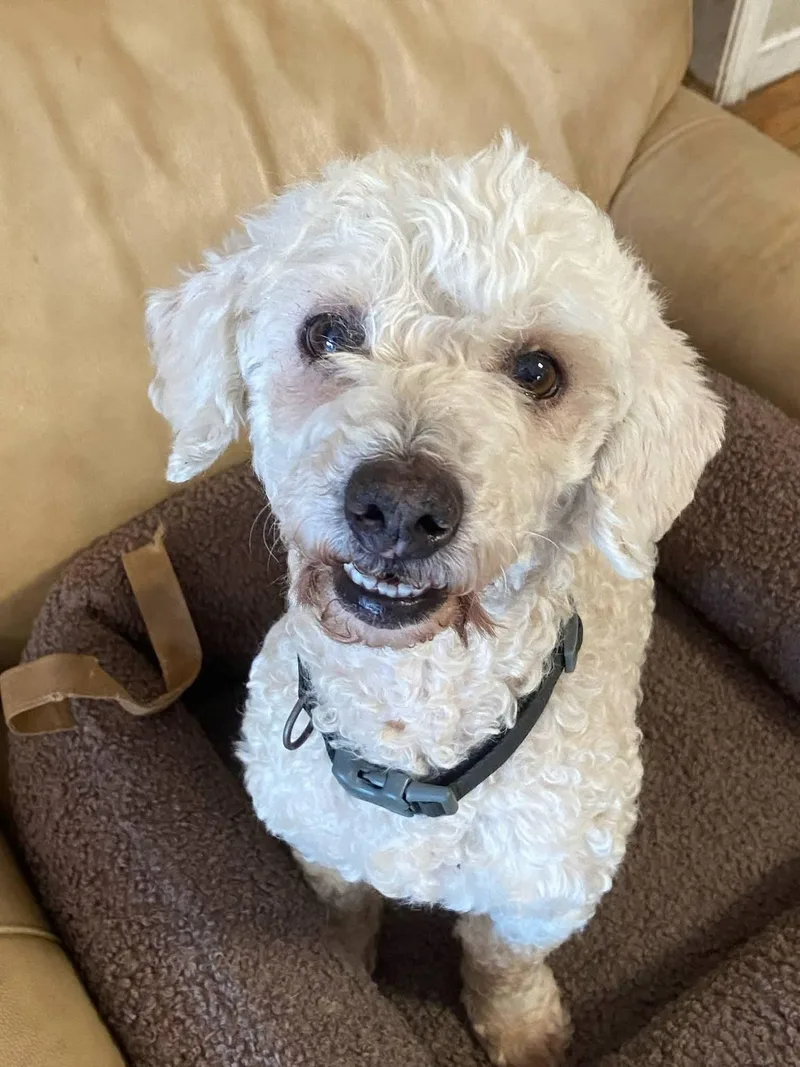 An adult small-sized male Poodle dog named Pluto for adoption in Oakland, CA