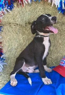 A baby large-sized male Border Collie dog named Theodore Puppy for adoption in Pleasanton, TX