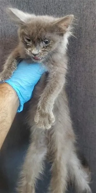 A baby small-sized female Domestic Short Hair cat named Charlie for adoption in San Bernardino, CA