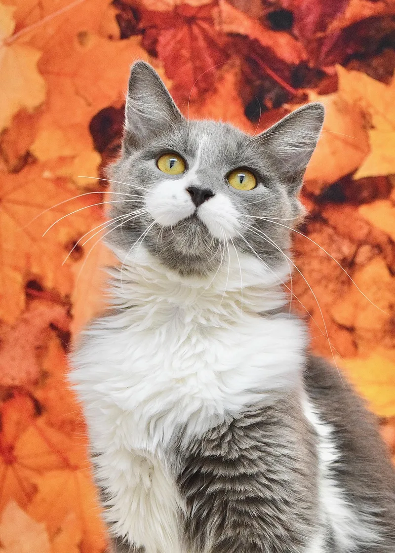 A young medium-sized female Domestic Medium Hair cat named Eve for adoption in Dublin, CA