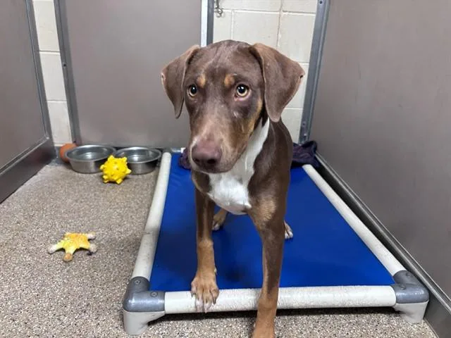 A young small-sized female Doberman Pinscher dog named Red for adoption in Albuquerque, NM