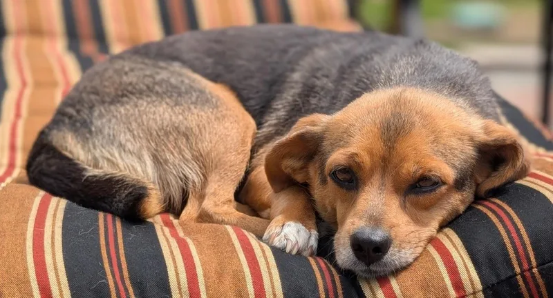 A young small-sized female Brown / Chocolate Beagle dog named Marilyn for adoption in Washington, NJ