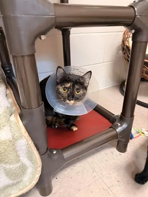 An adult small-sized female Domestic Short Hair cat named Leela for adoption in Fayetteville, AR