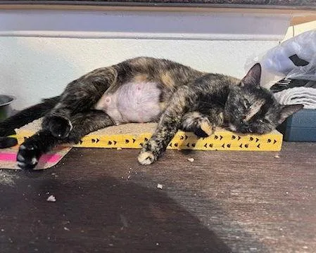 Lu Chilltortie thumbnail 6