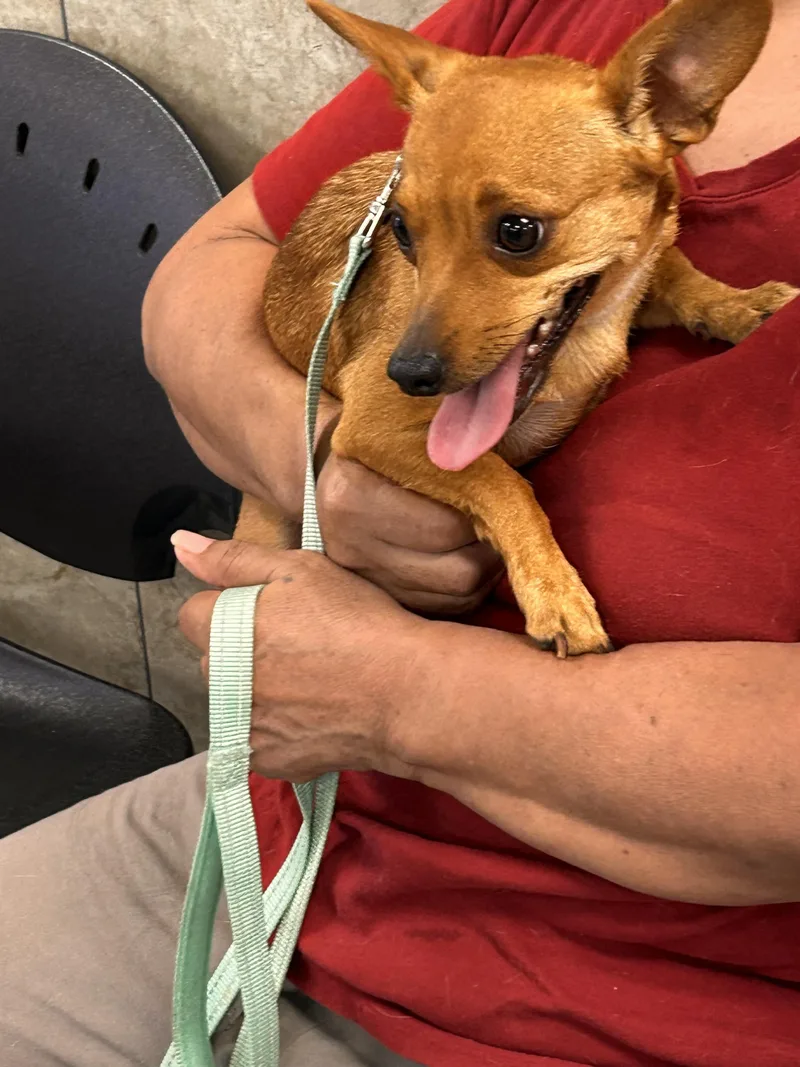 An adult small-sized female Chihuahua dog named Nova for adoption in San Antonio, TX