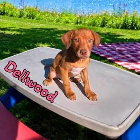 A baby medium-sized female Red / Chestnut / Orange Mixed Breed dog named Dellwood for adoption in Joliet, IL