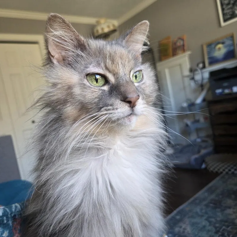 Cookie thumbnail 5