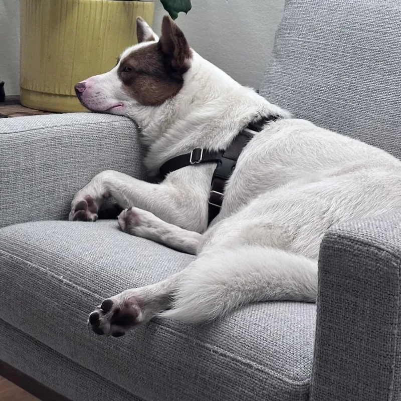 An adult small-sized male White / Cream Cattle Dog dog named Qbert for adoption in Point Richmond, CA