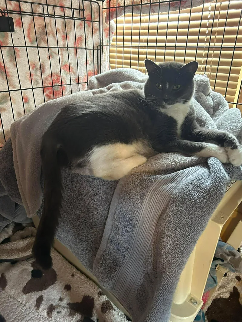 An adult medium-sized female Gray & White Domestic Short Hair cat named Nami for adoption in hinckley, IL