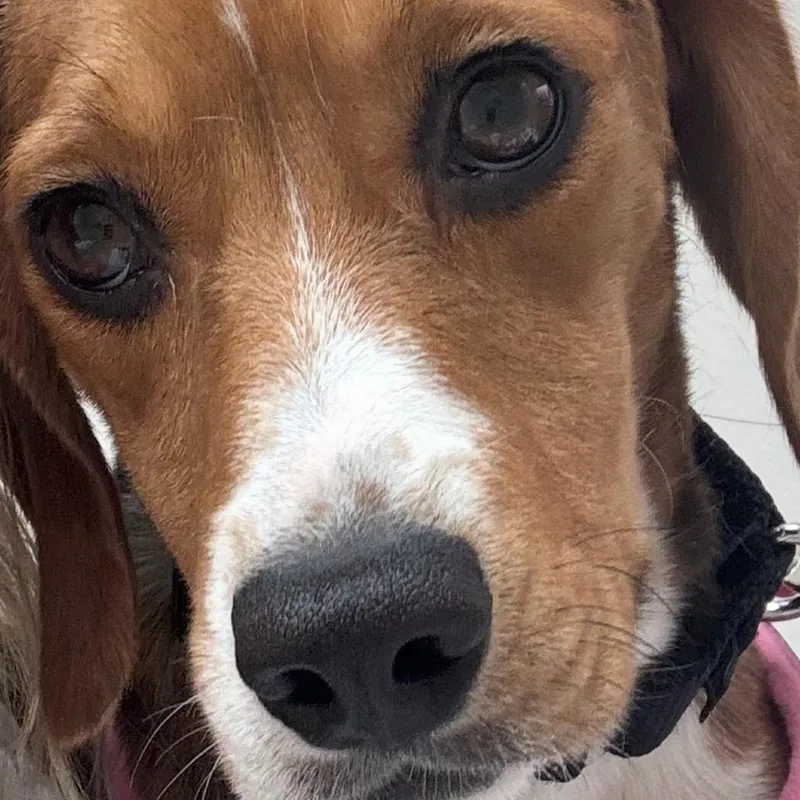 An adult small-sized female White / Cream Beagle dog named Maple for adoption in Milwaukee, WI