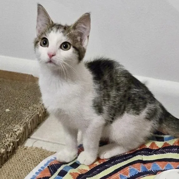 A young medium-sized female Gray & White Domestic Short Hair cat named Willow for adoption in Flushing, NY