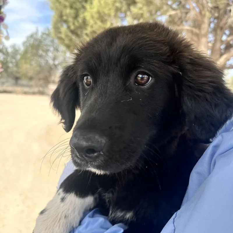 A baby medium-sized male Black Newfoundland Dog dog named Fisher for adoption in Kanab, UT