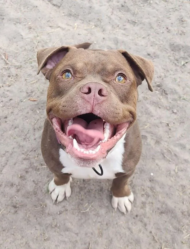 An adult medium-sized male Brown / Chocolate Pit Bull Terrier dog named Poutine for adoption in Shermans Dale, PA
