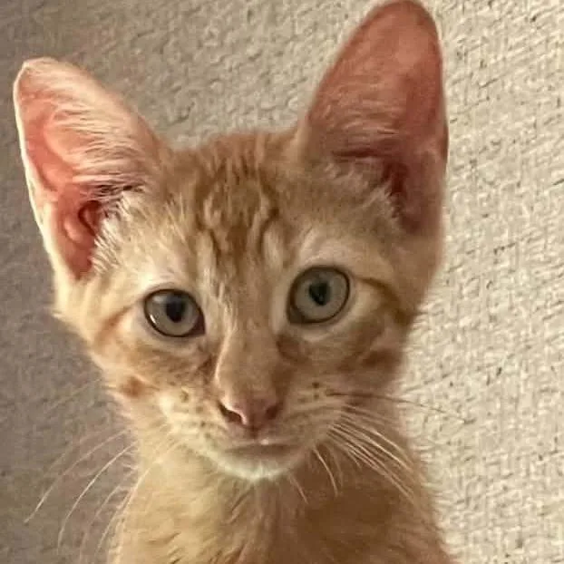 A baby small-sized male American Shorthair cat named Gleb for adoption in mount vernon, AR