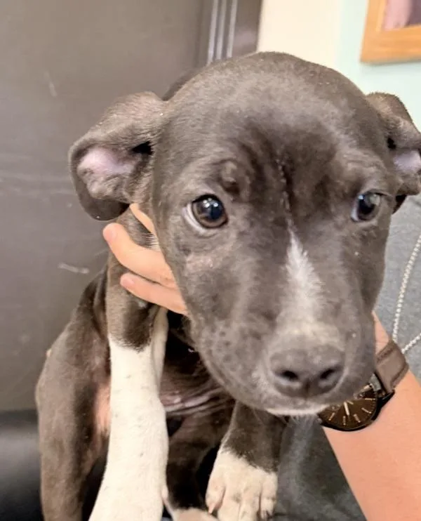 Meredith Grey thumbnail 2