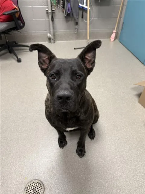 A young large-sized male Pit Bull Terrier dog named Frankie for adoption in Las Vegas, NV