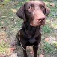 A young large-sized male Brown / Chocolate Chocolate Labrador Retriever dog named Ryder for adoption in Kalamazoo, MI