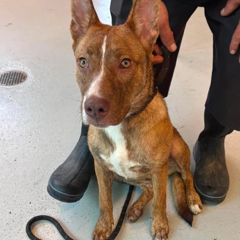 A young medium-sized female Brindle Mixed Breed dog named Sapphire for adoption in Huntington, WV