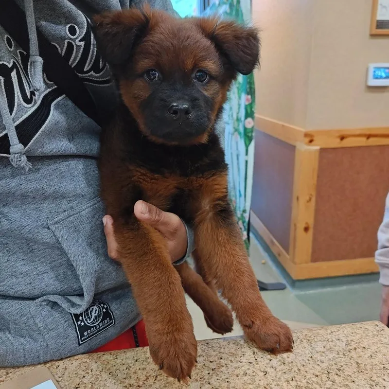 A baby small-sized female Brown / Chocolate Shepherd dog named Iepastray for adoption in Upland, CA