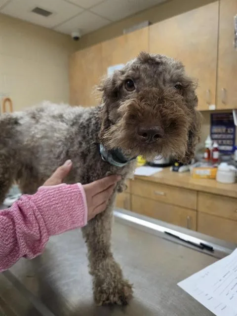 An adult small-sized male Poodle dog named Whiskey for adoption in Aliquippa, PA